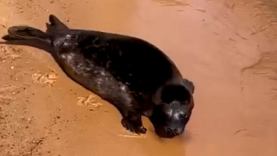 Заключительный выпуск сезона 2025: нерпа вернулась в Ладожское озеро