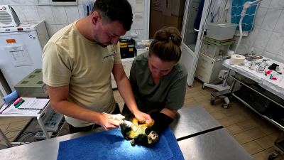 Сотрудники Ленинградского зоопарка рассказали, как лечат животных и выращивают для них еду