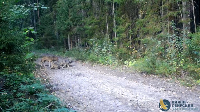 Нижне-Свирский заповедник показал, как выглядит волчье счастье