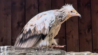 Ленинградский зоопарк показал молодую самку стервятника