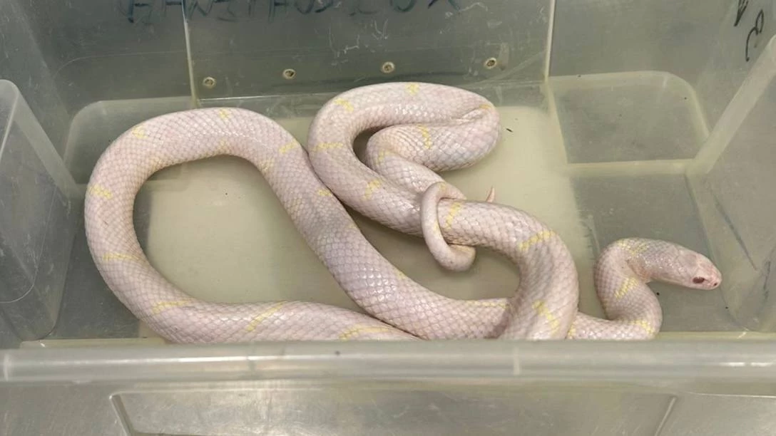 В Александровском парке изъяли змей с травмированной чешуей - tvspb.ru