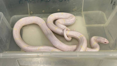 В Александровском парке изъяли змей с травмированной чешуей