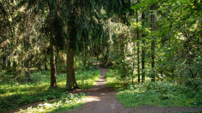Спасатели нашли потерявшихся в лесах Ленобласти двоих мужчин