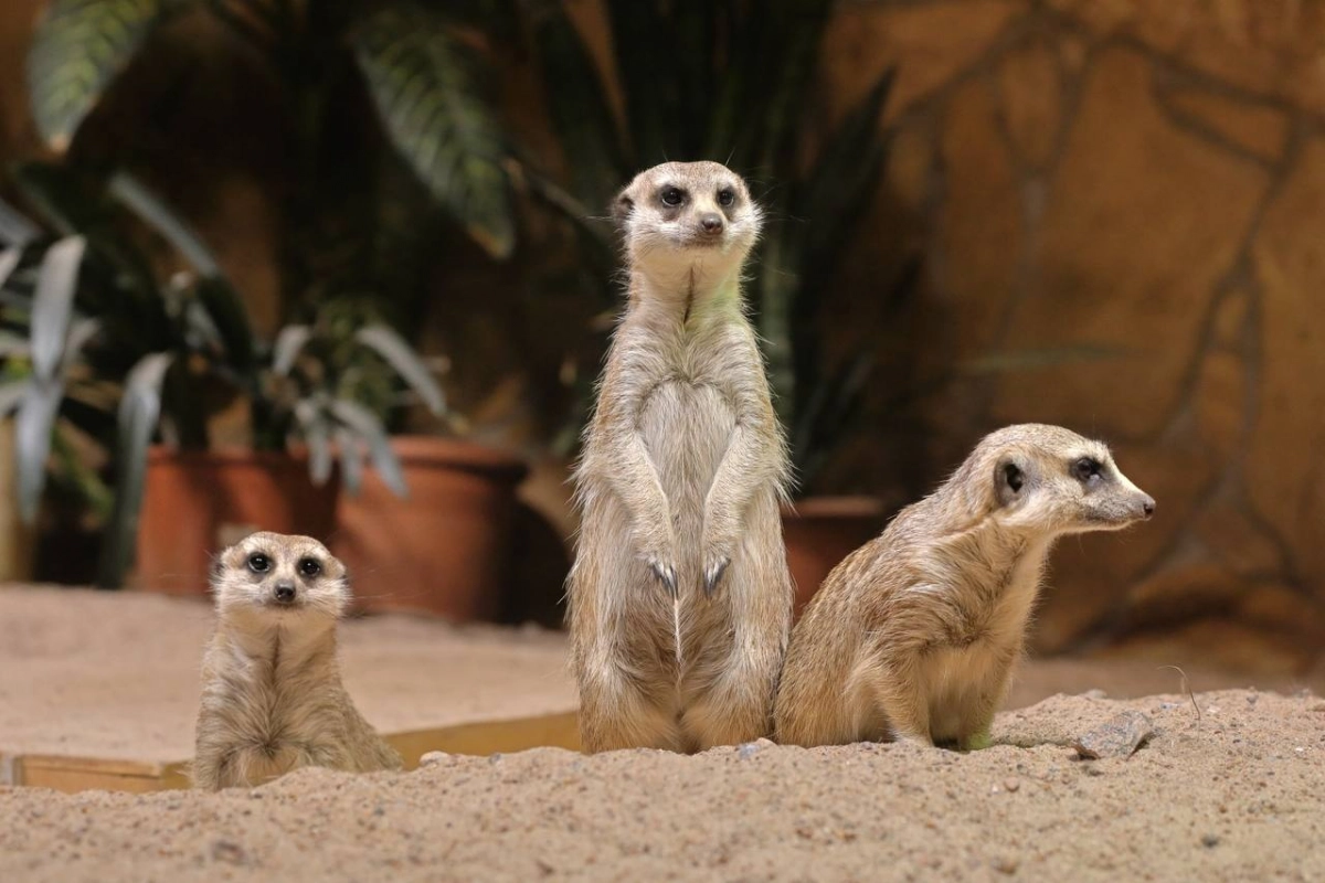 Ленинградский зоопарк меняет режим работы в связи с наступлением осени - tvspb.ru