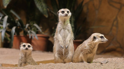 Ленинградский зоопарк меняет режим работы в связи с наступлением осени