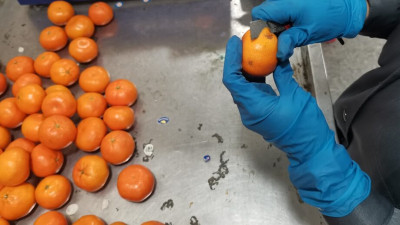 В Петербург не пустили мандарины с опасными личинками