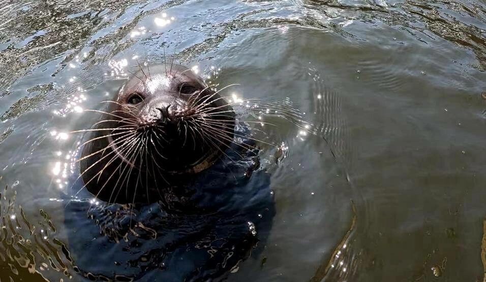 Фонд друзей балтийской нерпы объявил о планах на осенне-зимний сезон - tvspb.ru