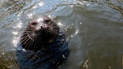 Фонд друзей балтийской нерпы объявил о планах на осенне-зимний сезон