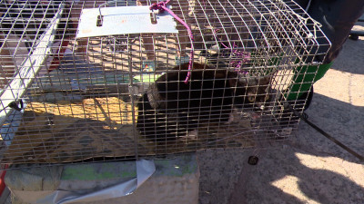 Как спасали кота, застрявшего между гранитными плитами набережной реки Фонтанки