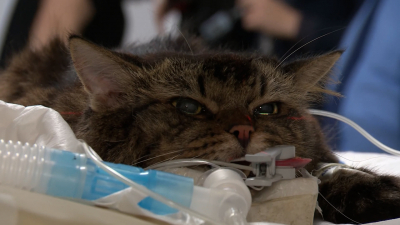 31 августа — День ветеринара: Как устроена работа с животными в Петербурге