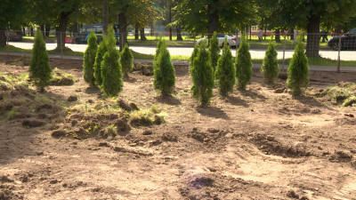 В петербургском Саду Милосердия появятся молодые деревья и кустарники