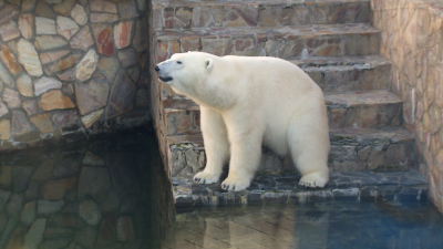 1 сентября вход в Ленинградский зоопарк всем школьникам будет бесплатным