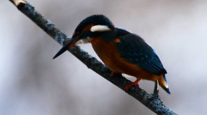 Дикие выходные с Павлом Глазковым. Заказник «Линдуловская роща»