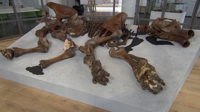 От вечной мерзлоты до музея – путь в 45 тысяч лет: в Рождествено завершили уникальную реставрацию скелета мамонта Тадибе