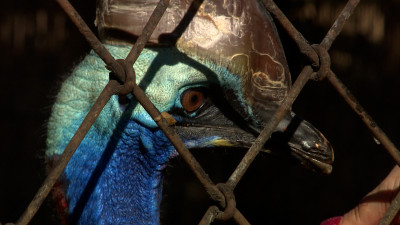 Как отметил свое 160-летие Ленинградский зоопарк