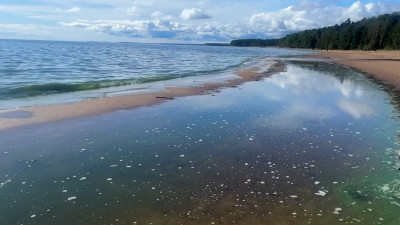 Почему позеленел Финский залив