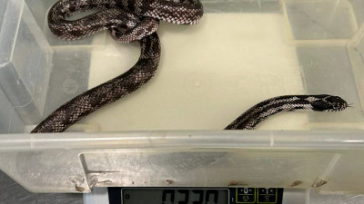 Прокуратура решает вопрос о привлечении петербуржца к ответственности за жестокое обращение с животными