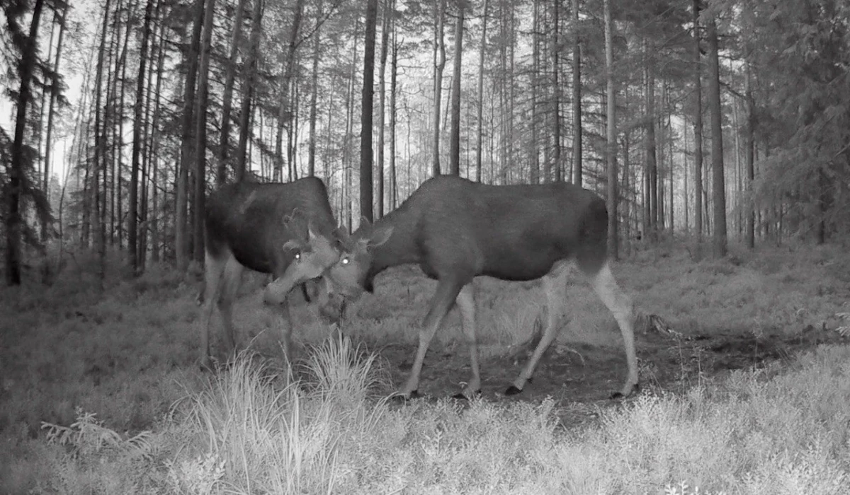 Лоси начали тренировочные поединки под Петербургом - tvspb.ru