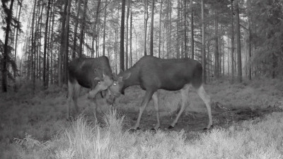 Лоси начали тренировочные поединки под Петербургом