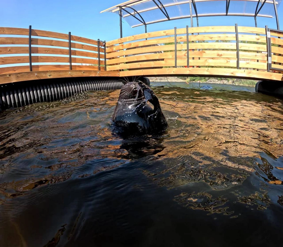 Тюленю Крошику расширили дачную жилплощадь на Ладоге — капитан доволен - tvspb.ru