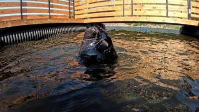 Тюленю Крошику расширили дачную жилплощадь на Ладоге — капитан доволен