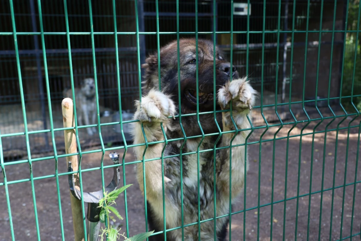 В Петербурге собрали более трех тонн корма для бездомных животных - tvspb.ru