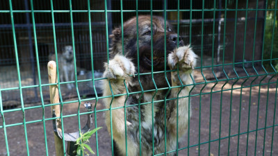 В Петербурге собрали более трех тонн корма для бездомных животных