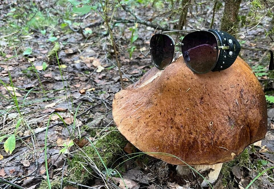 11 августа в России отмечается День белого гриба - tvspb.ru