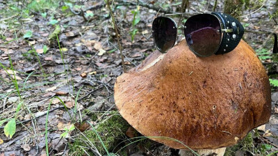 11 августа в России отмечается День белого гриба