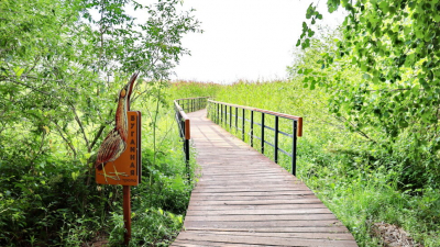 Александр Беглов: Петербург и Ленинградская область вместе увеличат площадь зелёного пояса вокруг города на 60 тысяч гектаров