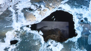 Дикая природа в объективе фотоаппарата. В Петербурге проходит фестиваль «Золотая черепаха»