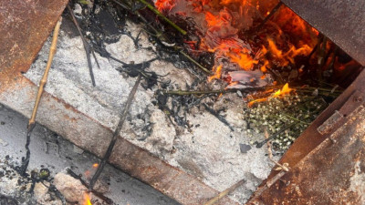 В Петербурге уничтожили партию кенийских роз