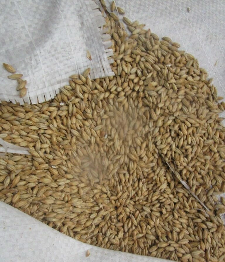 В Петербурге выявлена партия 20 тонн ячменного солода, не отвечающая стандартам безопасности - tvspb.ru