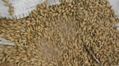 В Петербурге выявлена партия 20 тонн ячменного солода, не отвечающая стандартам безопасности