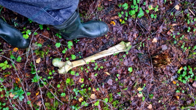 Человеческие кости нашли в лесу у деревни Большой Двор