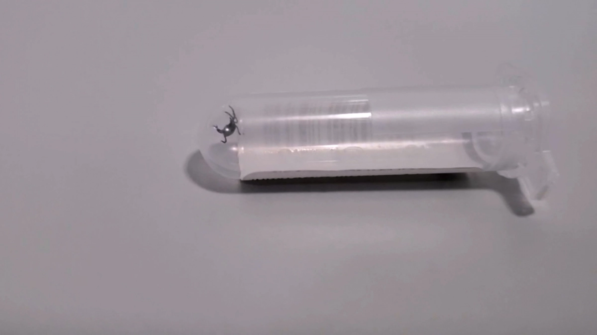 Аномально активные клещи: депутат Хамитов объяснил, почему важно вакцинироваться от энцефалита - tvspb.ru