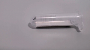 Первая помощь: что делать, когда обнаружили присосавшегося к вам клеща