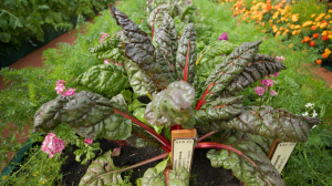 Место необычных садовых и огородных культур. Историческое садоводство Боде в музее-заповеднике «Павловск» по традиции открывает двери для петербуржцев в конце лета