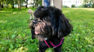 Звёздный гав: Витя и Митя — два комочка антистресса Сергея Рогожина в борьбе за звание «Царя горы»