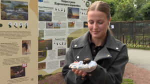 Спасение потерявшихся летучих мышей, разведение тритонов и другие природоохранные проекты Ленинградского зоопарка