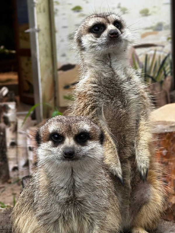 Строительство нового зоопарка до 2035 года включили в стратегию развития Петербурга - tvspb.ru