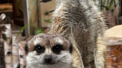 Строительство нового зоопарка до 2035 года включили в стратегию развития Петербурга