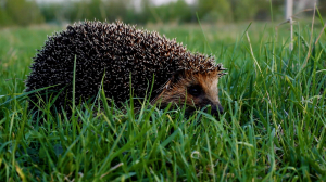 Дикие выходные с Павлом Глазковым. Памятник природы «Озеро Красное»