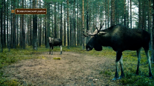 Дикие выходные с Павлом Глазковым. Экотропа «Долина реки Выбья и Лужская губа»