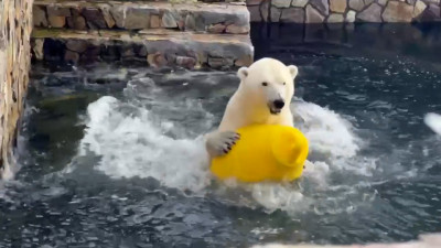 Медведица Хаарчаана из Ленинградского зоопарка устроила водное шоу