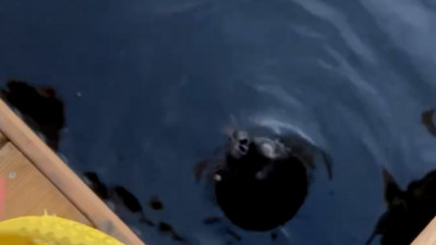 Крошик и Шлиссик снова решили остаться с людьми: ловля рыбы их интересует мало