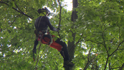 Порядок и безопасность: как проводят санитарную обрезку деревьев в Ленинградском зоопарке