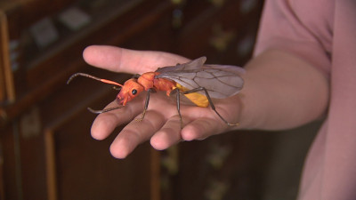 Ученые СПбГУ нашли в балтийском янтаре ископаемого муравья возрастом 40 млн лет