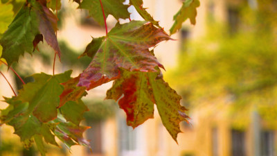 Петербуржцев ждут +13 градусов 25 сентября