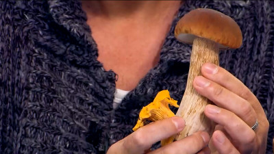 Тихая охота: самые грибные места Петербурга и Ленобласти